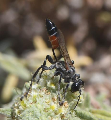 Prionyx kirbii